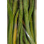 TNT Sour Turbo Tubes Watermelon 1.5 Kg 30 pieces