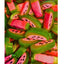 Kingsway Liquorice Watermelon Slices (UK) 3kg